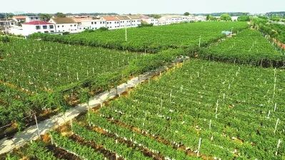 鄉村振興，請帶上設計的思維