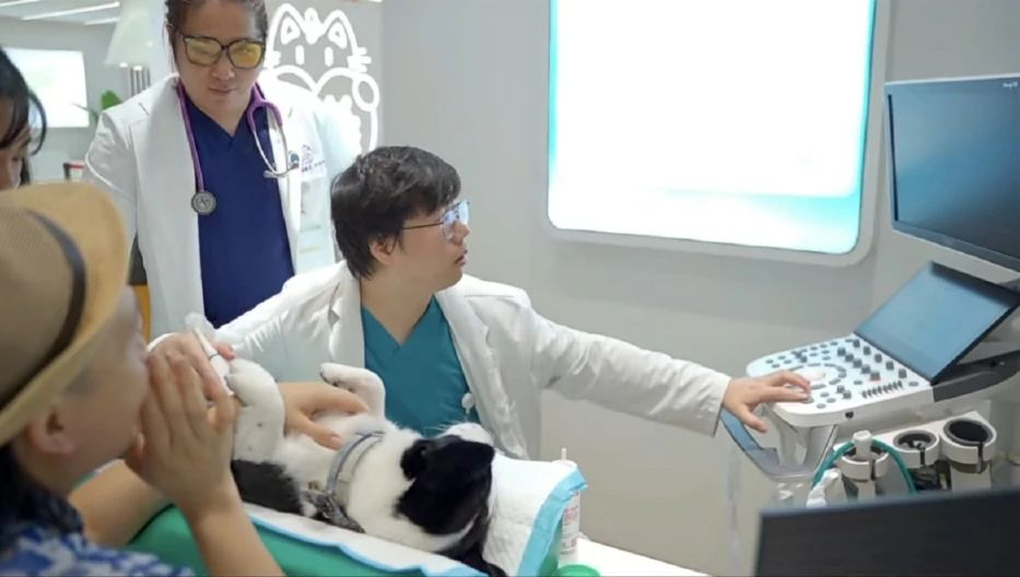 漫走設計 | 解鎖第13屆深圳國際寵物展 共探寵業新未來